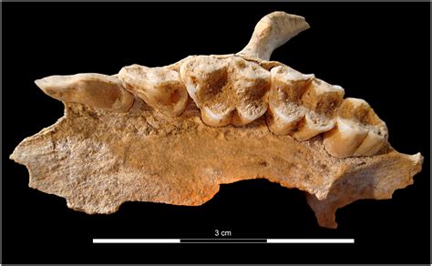 Subfossil Lemur Discoveries From The Beanka Protected Area In Western