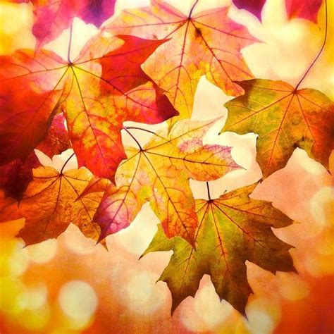 17 Best Ideas About Autumn Leaves On Pinterest Fall Season Fall