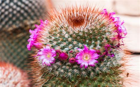 Cactus Flower Bokeh Desert Plant Nature Landscape G Wallpaper
