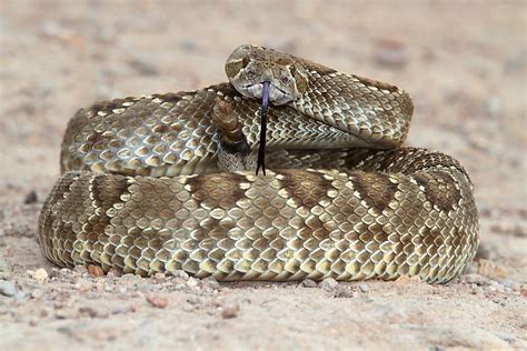 The Venomous Snakes Of Texas Worldatlas
