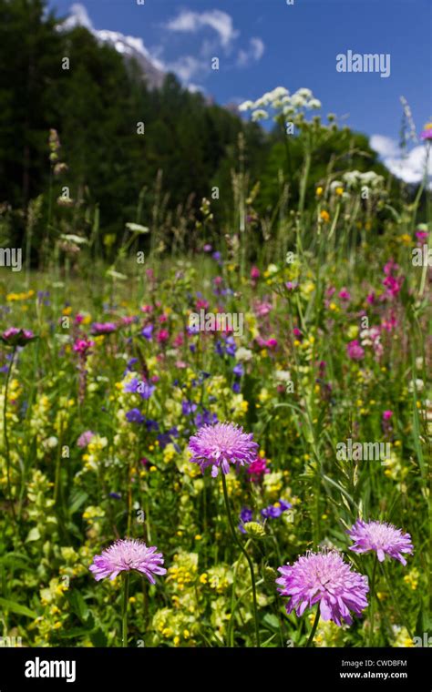 Wild Alpine Flowers In A Meadow Switzerland Stock Photo Alamy