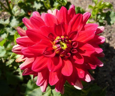 Dahlia Babylon Red In The Dahlias Database