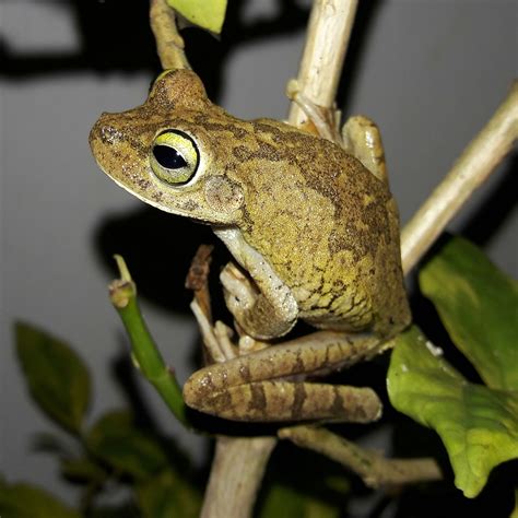 The Herpetology Of Trinidad And Tobago Lack Of Chytrid Disease In