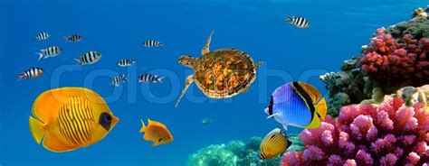 Underwater Panorama With Turtle Coral Stock Photo Colourbox