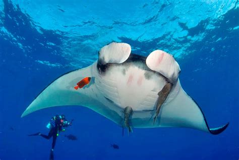 Searching For The Giant Manta Ray Coastal Angler And The Angler Magazine