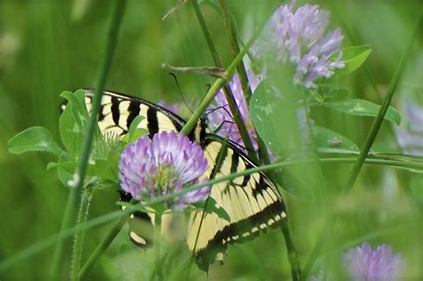 Eastern Tiger Swallowtail In The Clover Broome County Natu Flickr