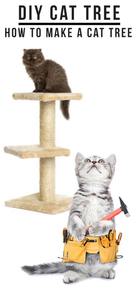 How to tame a feral cat in the first place lies in food. DIY Cat Tree: How To Make A Cat Tree