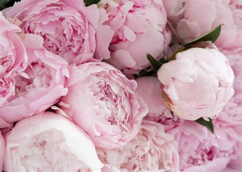 15 Flowers That Look Like Roses Home For The Harvest