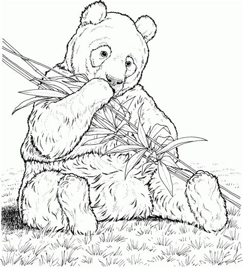 Free printable panda coloring pages panda no. Panda Coloring Pages - Best Coloring Pages For Kids