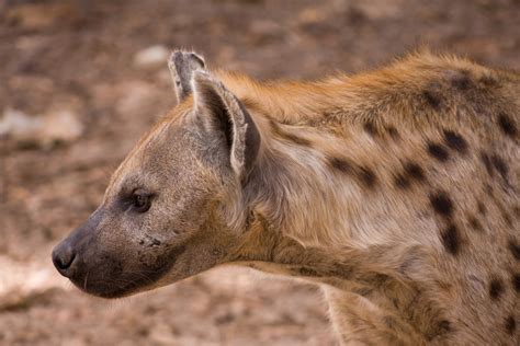 Spotted Hyena Crocuta Crocuta Our Wild World