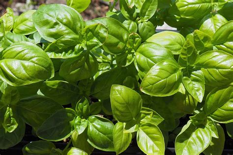 How To Plant And Grow Genovese Basil Gardeners Path