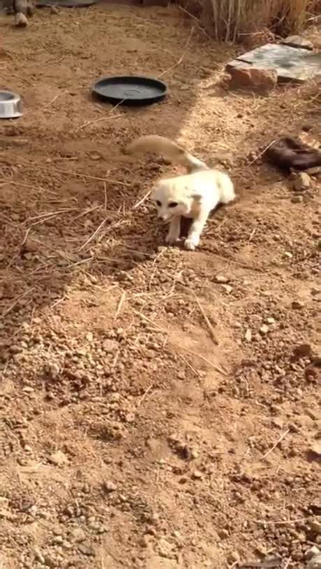 Fennec Fox Reunites With His Best Friend William The Cat Cute Funny