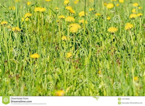 Summer Meadow Full Of Blooming Dandelions Stock Image Image Of