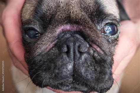 Injured Dog Eye With Damaged Scratched Cornea Of Pug Skin Fold
