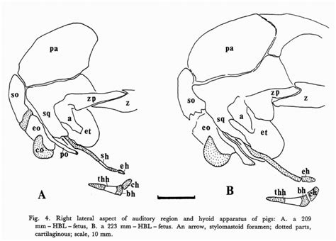Right Lateral Aspect Of Auditory Region And Hyoid Apparatus Of Pigs A