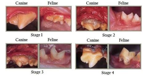 How to reverse gum disease in cats. How to keep your cat's teeth clean?