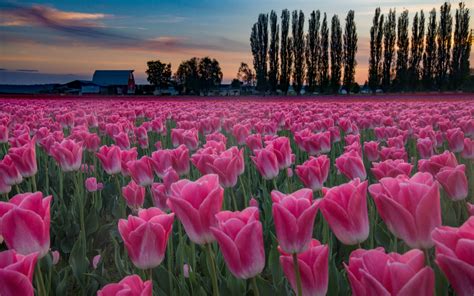 Download 1920x1200 Nature Spring Field Plantation Flowers Tulips