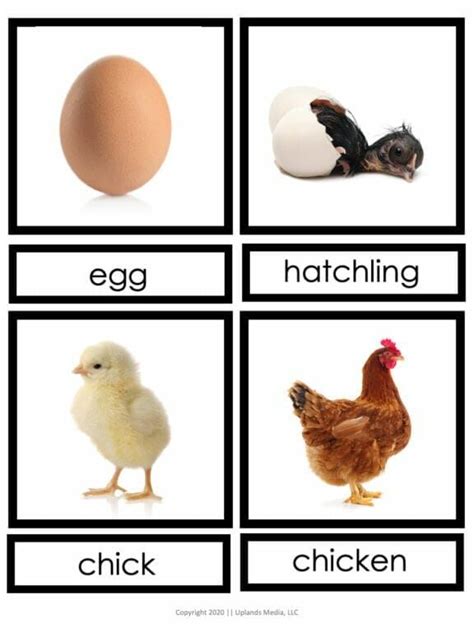 #ngscience #science #lifecyclea great look at the life cycles of birds by looking at the life cycle of a chicken.interactive and print resources related to. Life Cycle of a Chicken Activities & Crafts for ...