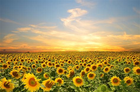 🔥 Download Sunflowers Flowers Sunset Sky Splendor Petals Nature Field