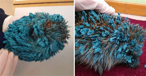 Real Life Sonic The Hedgehog Needs To Be Saved