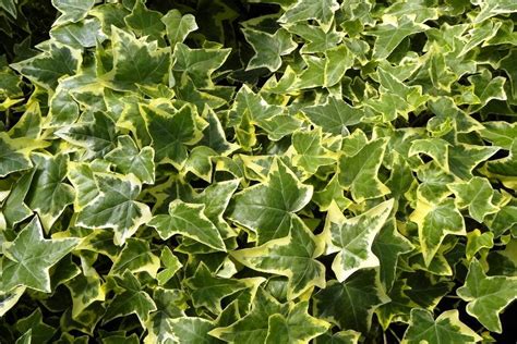 Photo Of The Leaves Of English Ivy Hedera Helix Gold Child Posted