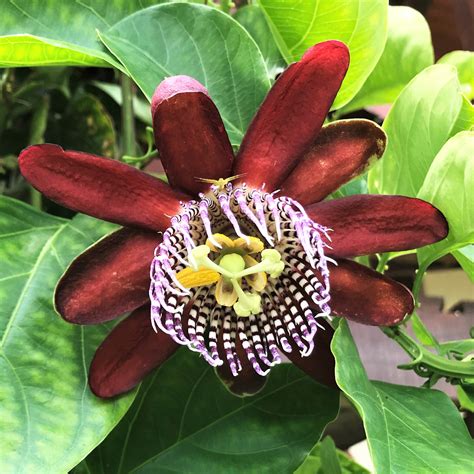 Maroon Red Passion Flower Plants For Sale Ruby Glow Easy To Grow Bulbs