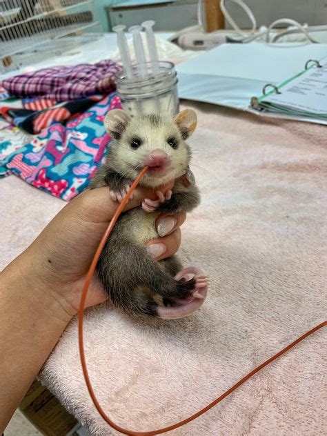 I Heard There Was A Lack Of Baby Opossums On Here Aww