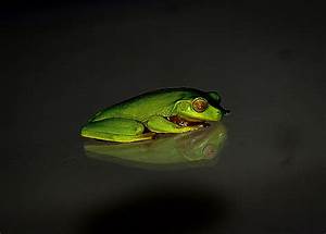Hd, Wallpaper, Green, Frog, With, You, Will, Never, Have, A, Good