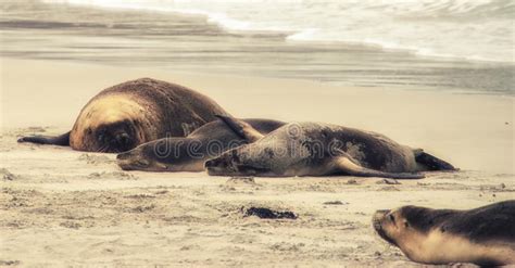 Sea Lion Neophoca Cinerea Stock Image Image Of South 125803385