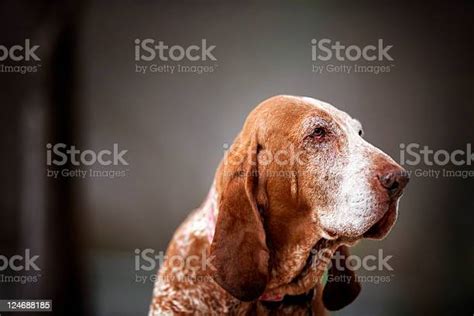Sadness Bloodhound Portrait Color Image Stock Photo Download Image