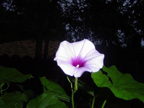 Plantfiles Pictures Ipomoea Species Morning Glory Lavender Moonvine