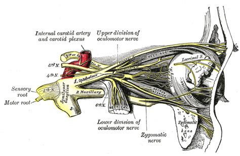 Optic Nerve Wikidoc