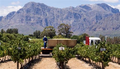 Cape Winelands Most Breathtaking Vineyards For Wine Tasting