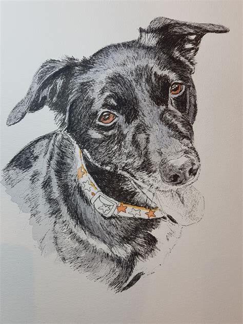 Portrait commissions from your pet or family photos by uk artist anna shipstone: 4th pet portrait for the post tomorrow! | Sarahs Pet Portraits