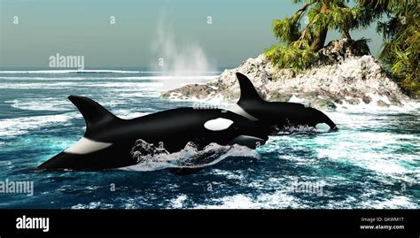 Orca Pod Underwater Hi Res Stock Photography And Images Alamy