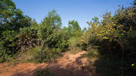 Tropical Dry Evergreen Forest Auroville Botanical Gardens