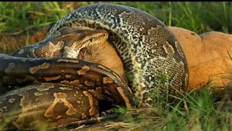 Do Anacondas Eat People Petculiars