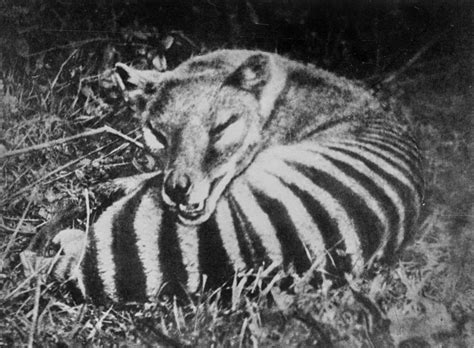 Thylacine Rare Photos Of The Last Tasmanian Tiger 1910 1933 Rare Historical Photos