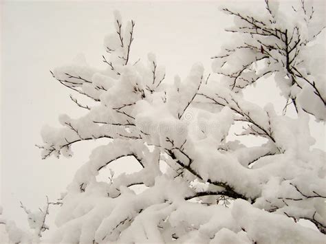 Snow Covered Tree Branch On Overcast Day Stock Photo Image Of