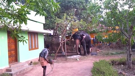 Wild Elephant Enters An Indian Village See The Drama Youtube