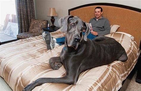 Giant George The Former Worlds Tallest Dog Died At 7 Memenot