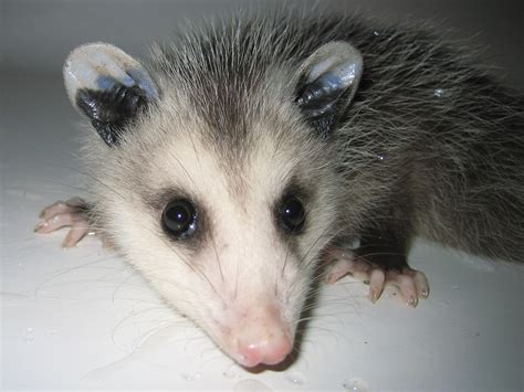 Download Cute Little Baby Opossum Background Mister Bisnis