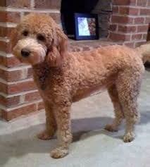 To achieve the teddy bear look, goldendoodles need their faces groomed in a particular. Pin on pets I Love
