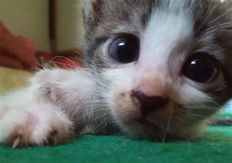 Internet Sobs As Kitten With Bulging Eyes Dies Soon After Birth My Angel