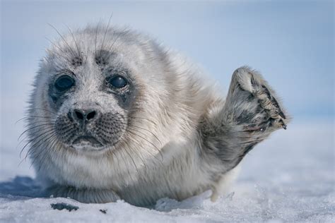Photos Photographers Dream Encounter With Seal Pup In Russias