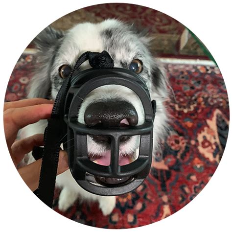 Dog Muzzle Training How To Muzzle Train My Dog Step By Step Guide