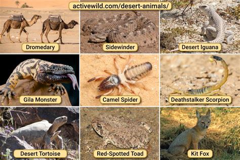 Desert Animals List With Pictures And Facts Plus Free Question Sheet