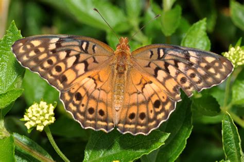 Variegated Fritillary Alabama Butterfly Atlas