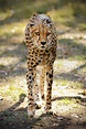 Cheetah (by Scott Rudkin) | Wild cats, Big cats, Animals wild