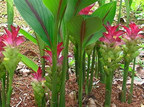 Cúrcuma Más de 1000 PLANTAS Y FLORES del mundo